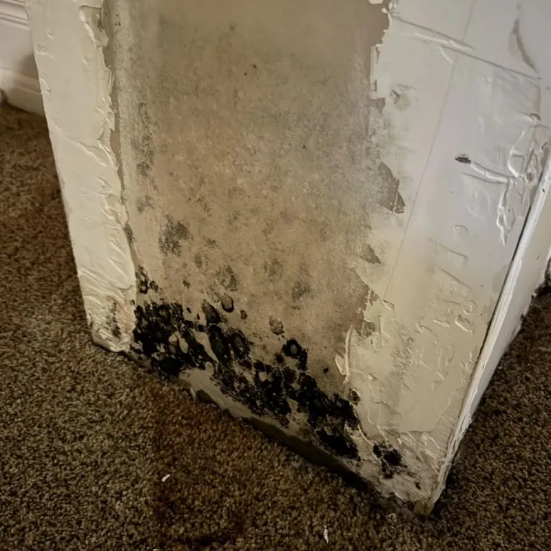 Professional Mold Removal in Bishop, CA